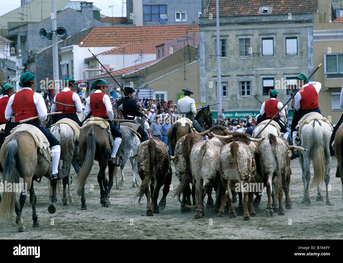 Mounted herdsmen, or campinos, running the bulls at the Festa do Colete  Encarnado, Vila Franca de Xira, Portugal Stock Photo - Alamy