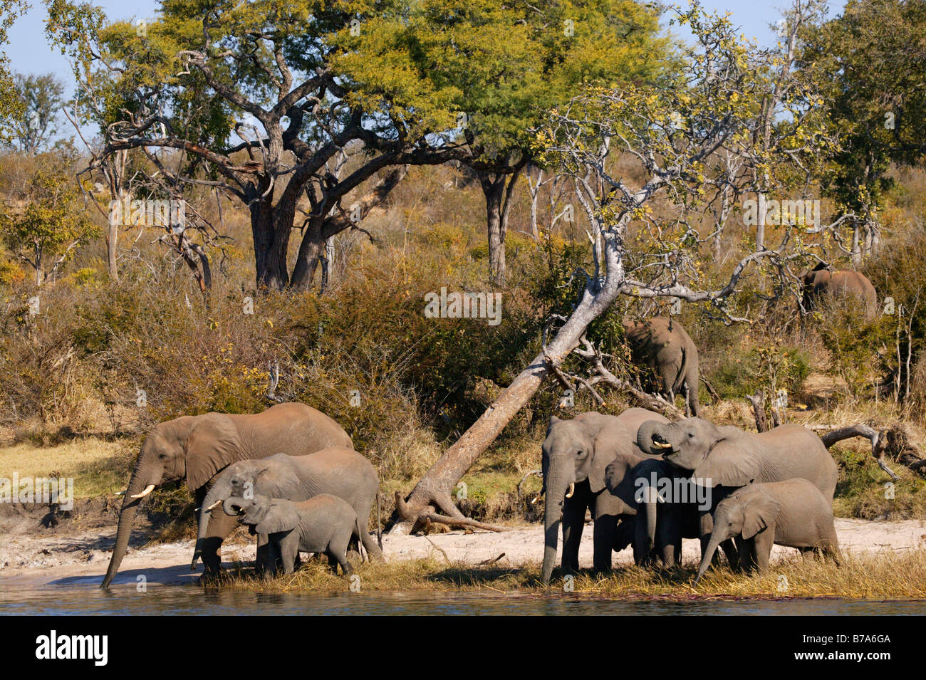 A breeding herd of elephants drinking at the banks of the Zambezi river Stock Photo