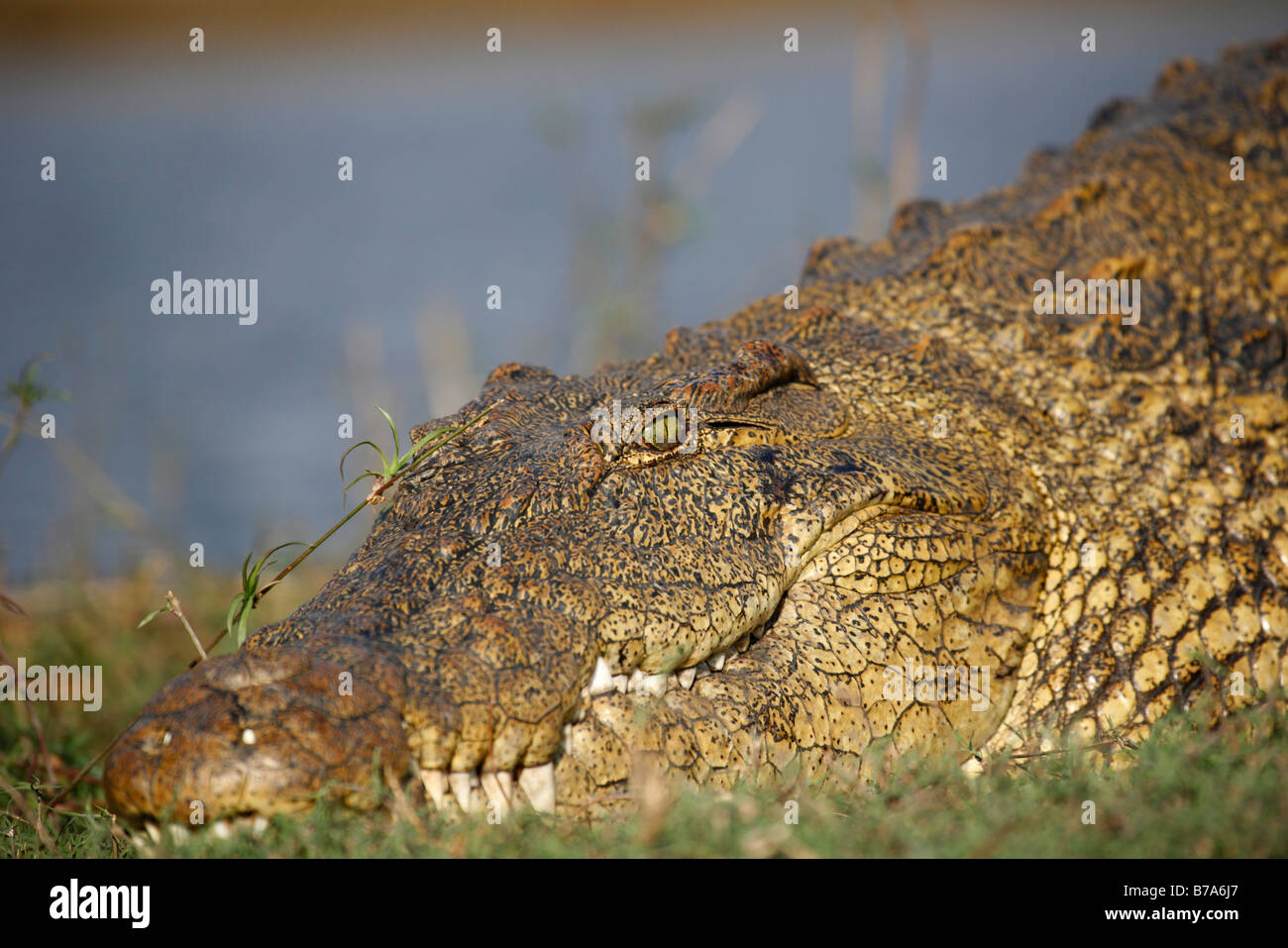 Portrait of a Nile crocodile sunning Stock Photo