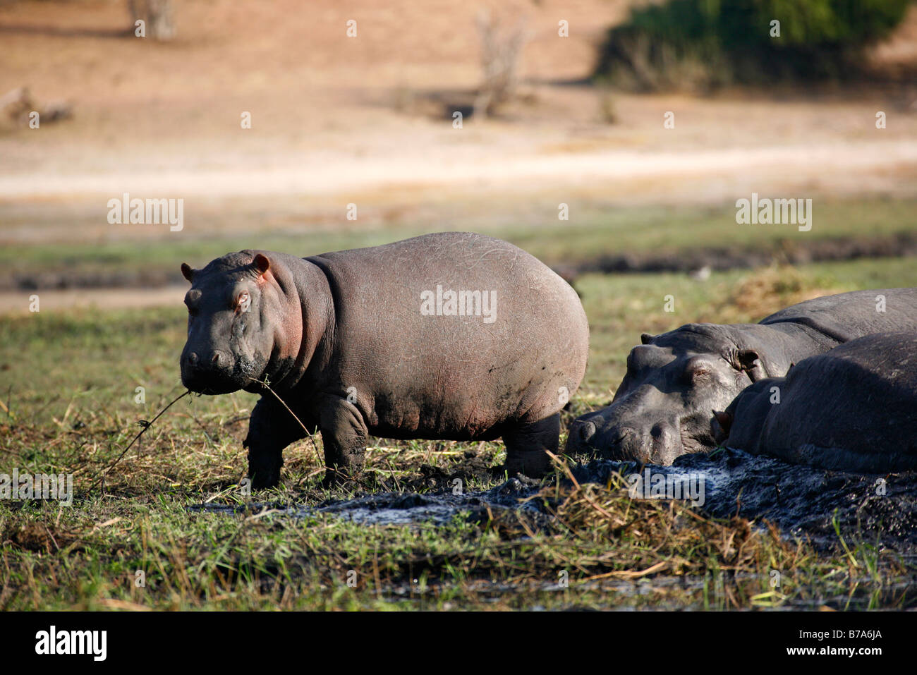 A baby hippo playing with a grass stalk next to it's sleeping mother Stock Photo