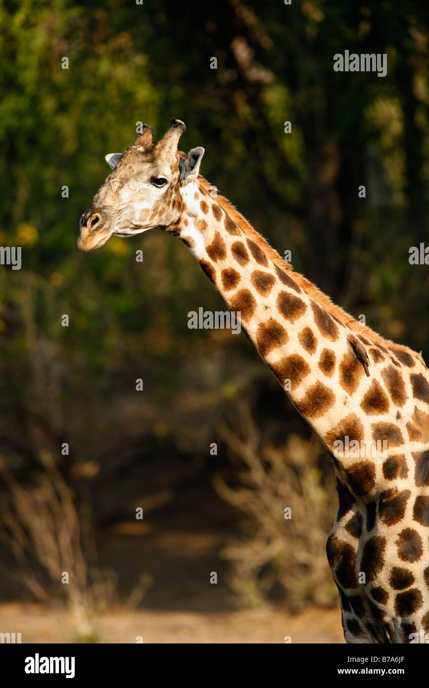 Giraffe portrait hi-res stock photography and images - Alamy