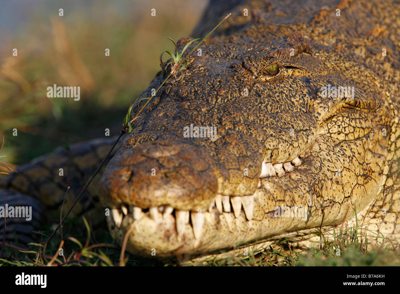 Portrait of a Nile crocodile sunning with eye in sharp focus Stock Photo