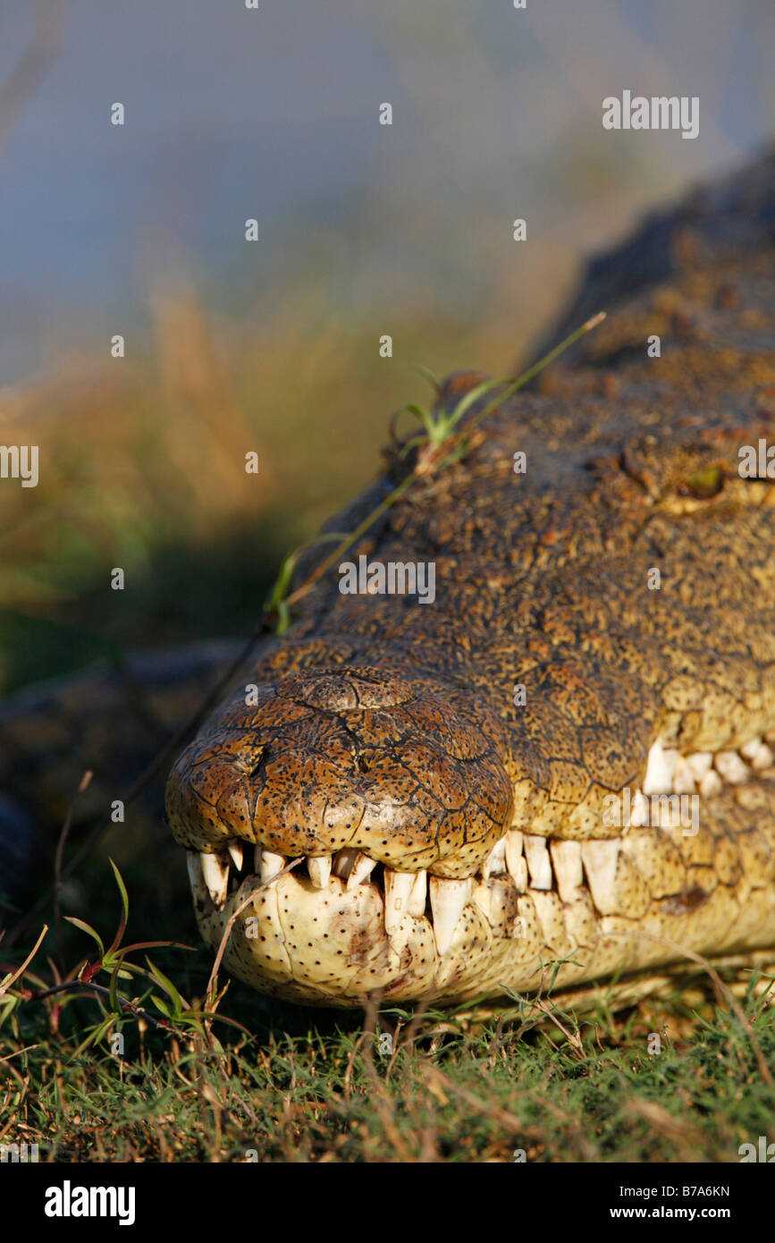 Portrait of a Nile crocodile sunning with teeth in sharp focus Stock Photo