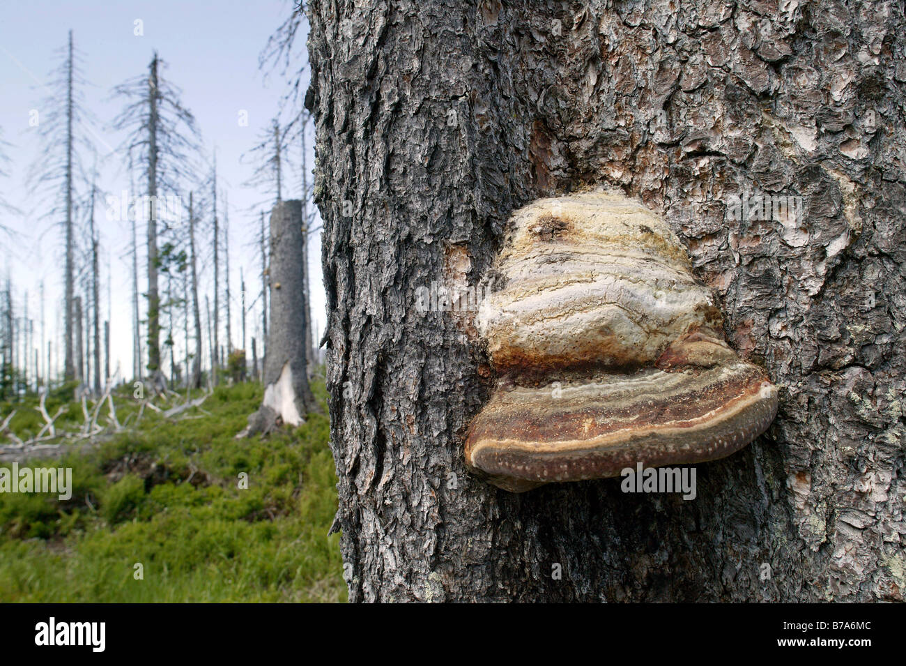 Fungus on a dead spruce infested by bark beetles on Mt Lusen in the Bavarian Forest National Park near Spiegelau, Bavaria, Germ Stock Photo