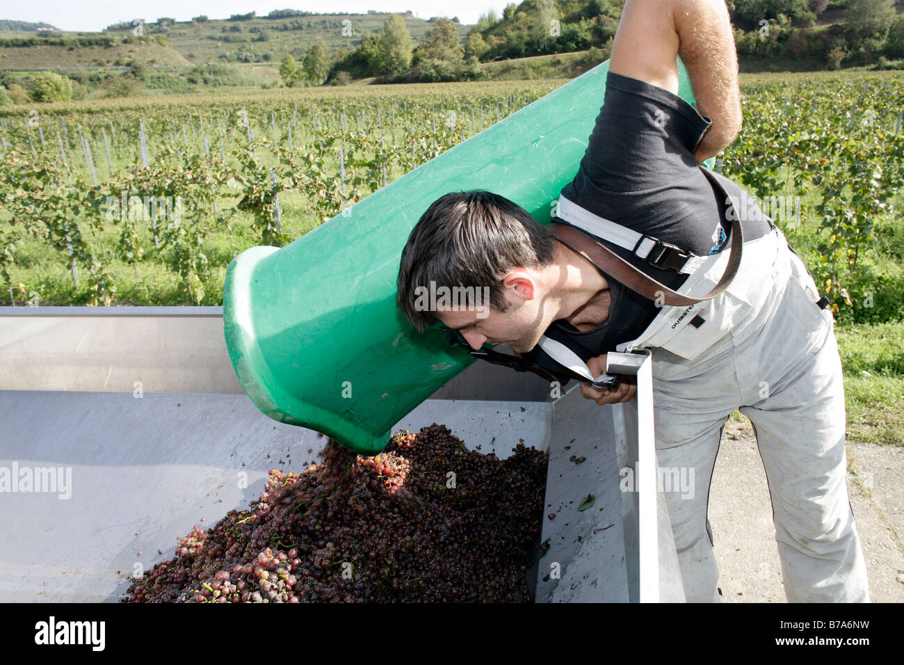 Harvester tipping grapes from a collecting bin during grape harvest in a Kaiserstuhl vineyard in Ihringen, Baden-Wuerttemberg,  Stock Photo