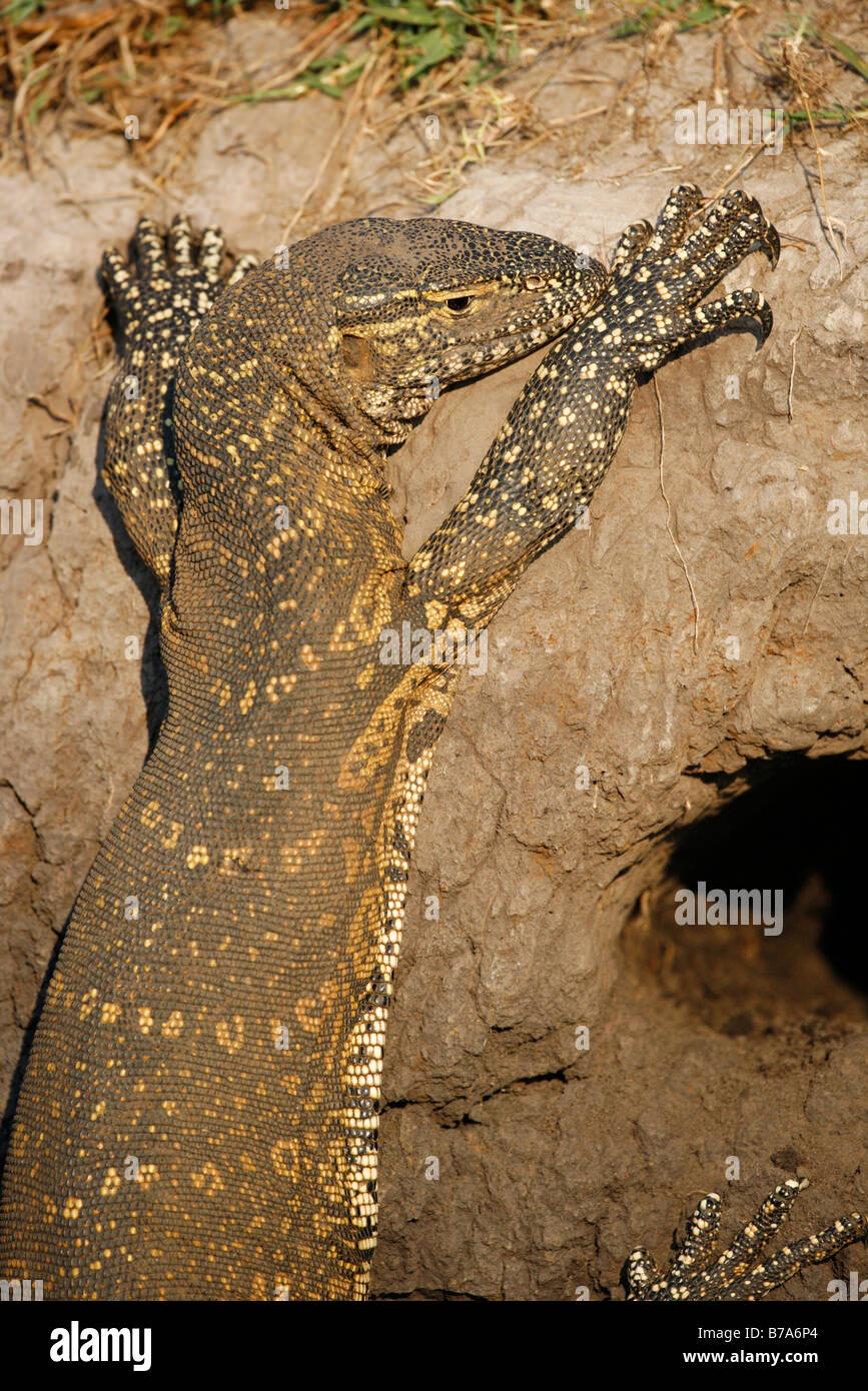 Portrait of a Nile Monitor lizard or leguaan on a mud bank next to a kingfisher nest Stock Photo