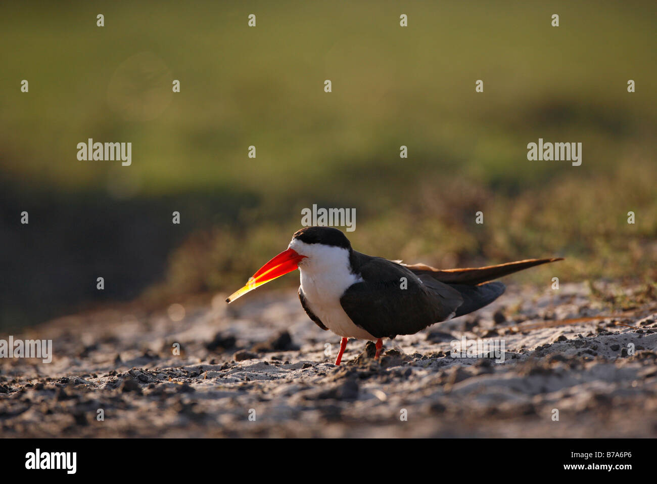 African skimmer Stock Photo