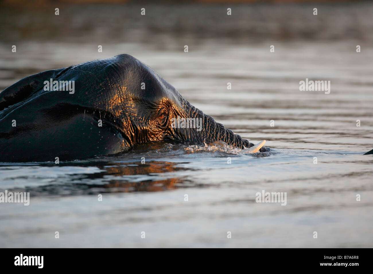 Close-up portrait of a wholly submerged elephant swimming across the Chobe river Stock Photo