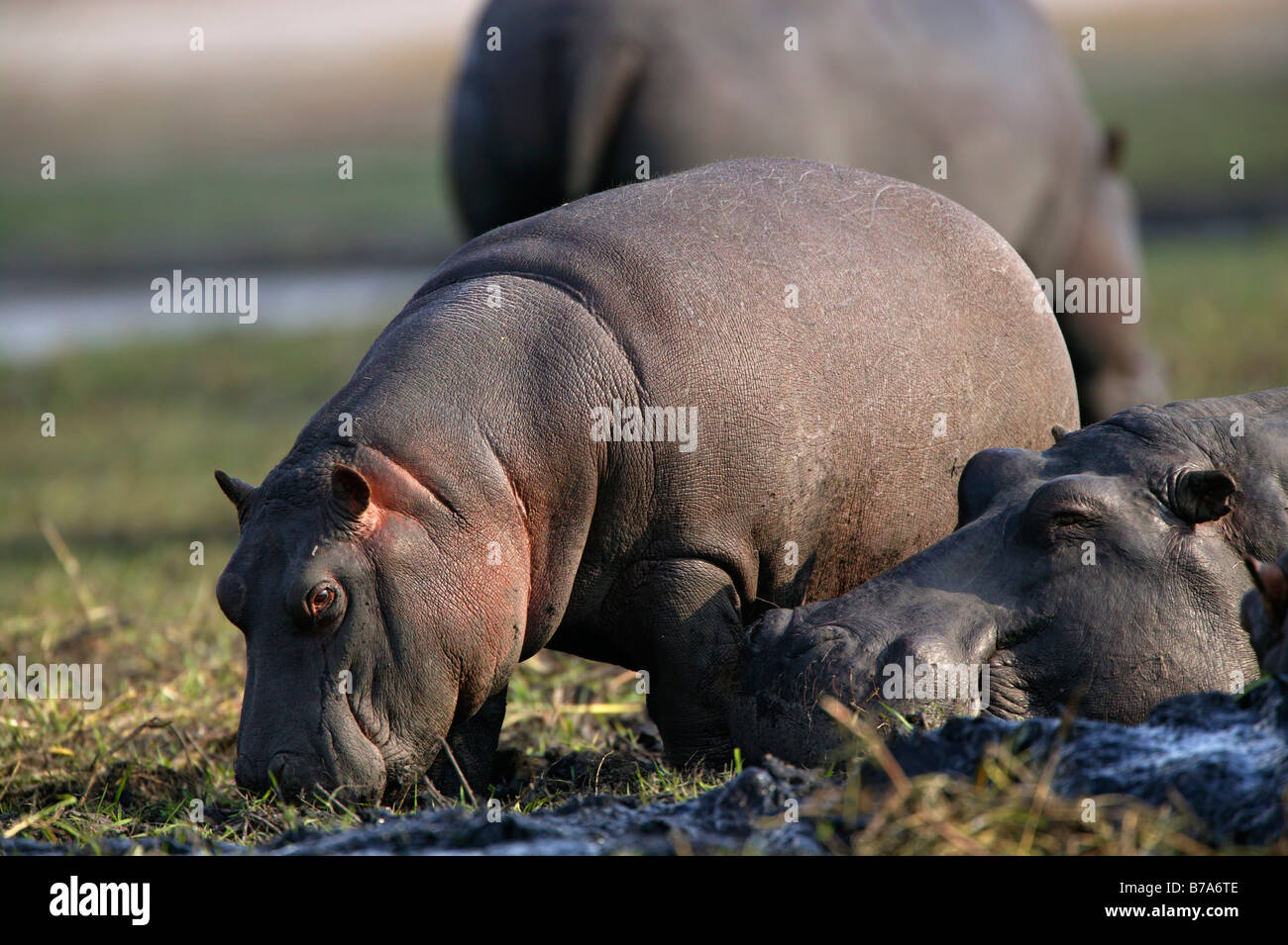 A baby hippo feeding next to it's sleeping mother Stock Photo
