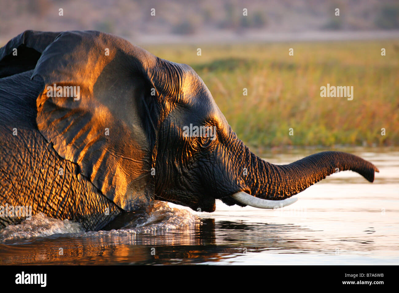 Tight portrait of a shiny, wet elephant emerging from the Chobe river after crossing Stock Photo