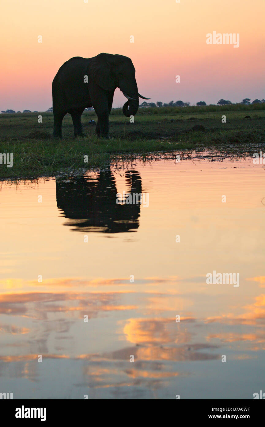 A moody silhouette of an elephant the banks of the Chobe River at sunset Stock Photo