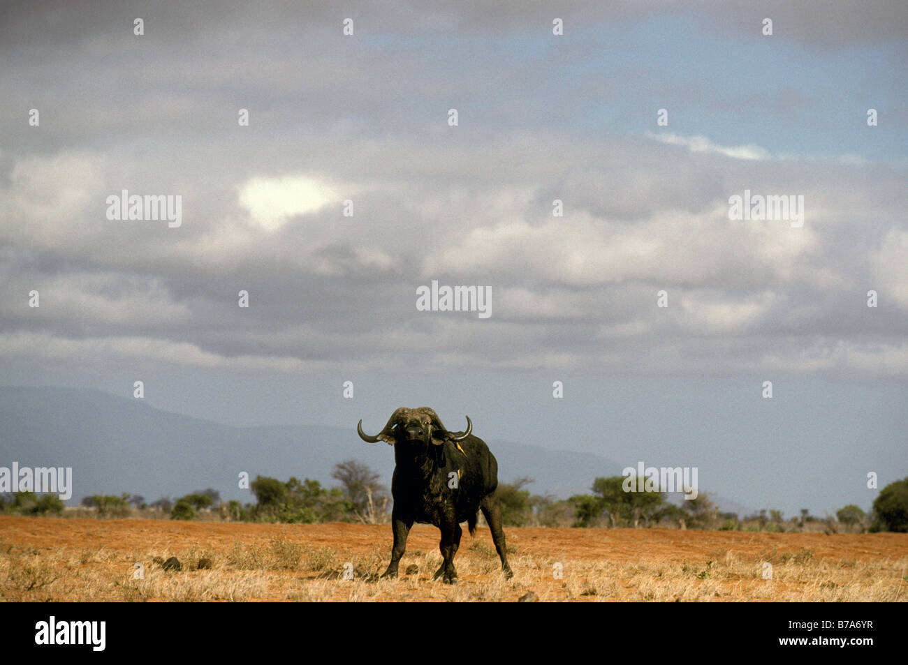 Buffalo with aggressive attitude (Syncerus caffer) Stock Photo
