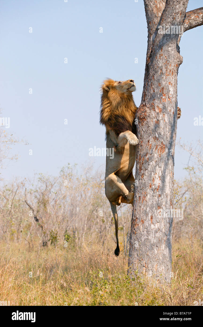 A male lion climbing the vertical stem of a Marula tree to scavenge the remains of a leopard kill Stock Photo
