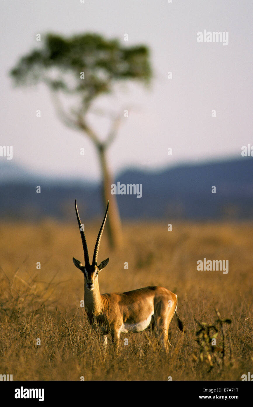 Gazelle in the savanna hi-res stock photography and images - Alamy