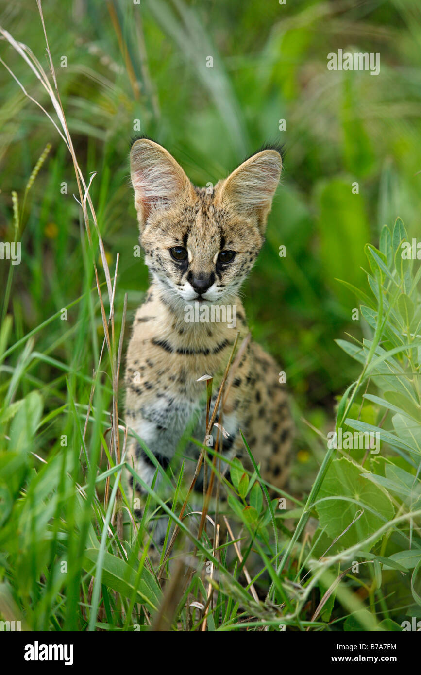 Portrait young serval in tall grass Stock Photo - Alamy