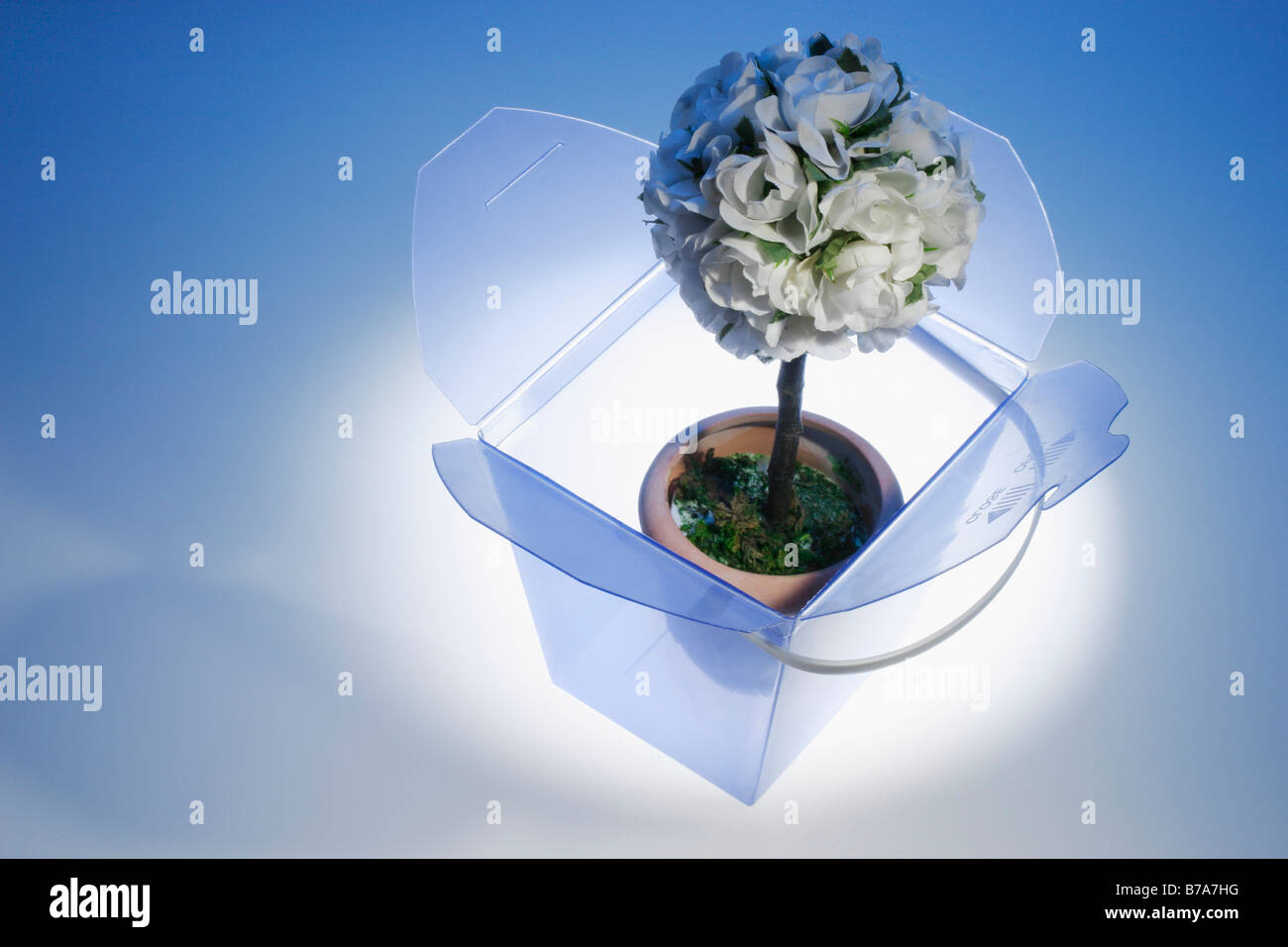Artificial miniature potplant in gift box Stock Photo