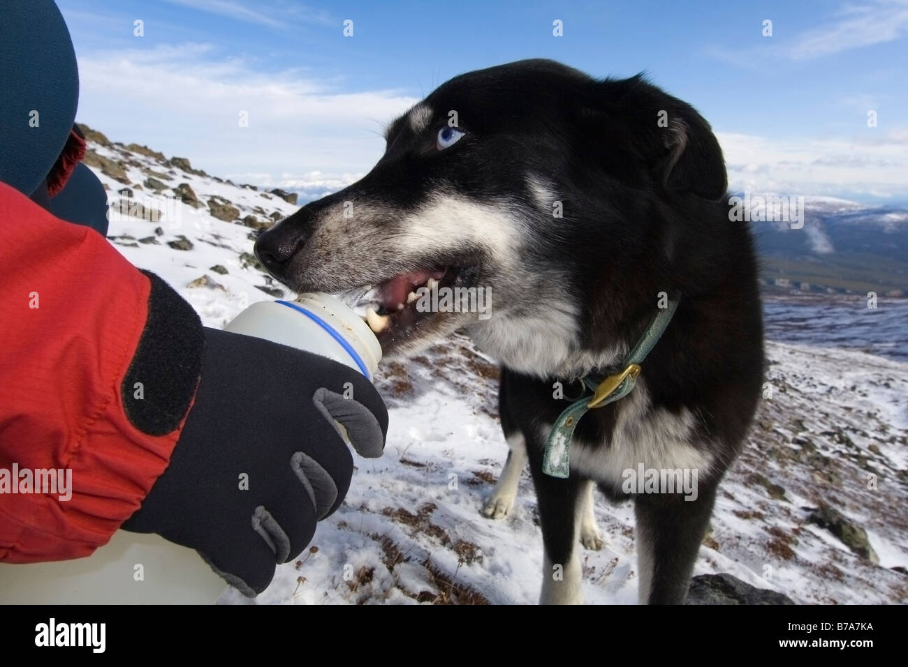 Blue eyed husky drinking water from a water bottle, Yukon Territory, Canada, North America Stock Photo