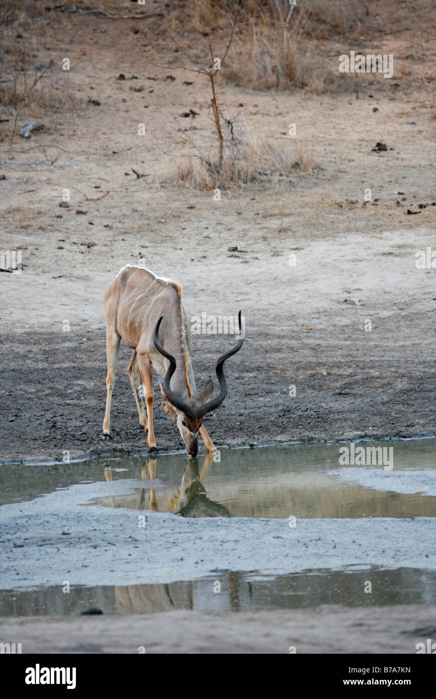 A solitary kudu ram drinking from a natural pan Stock Photo