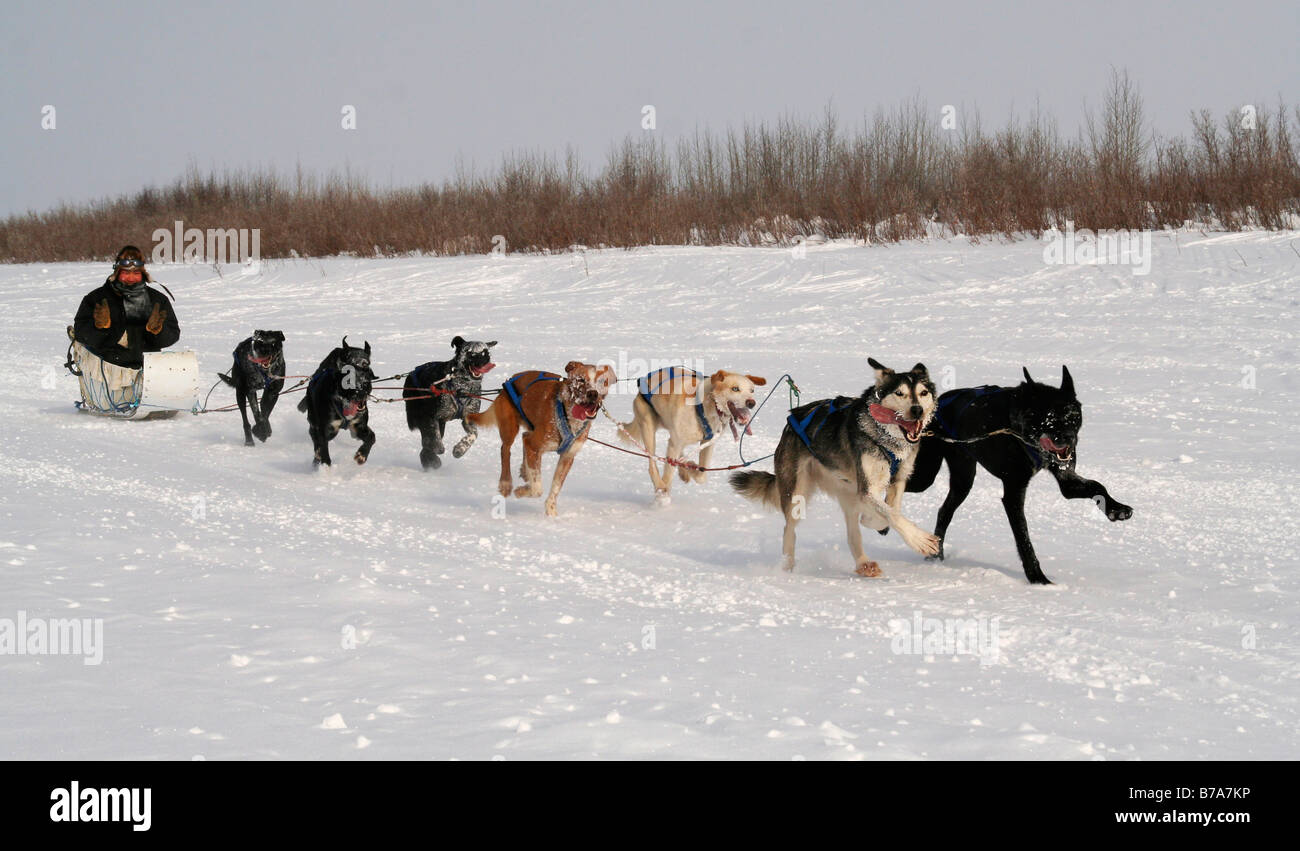 Inuit at a dog sled, dog sledge race on the ice of Mackenzie River, traditional dog sled, Inuvik, Northwest Territories, Canada Stock Photo