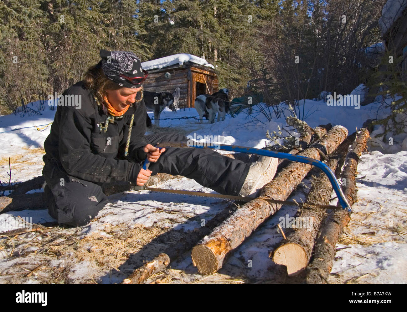 Young woman sawing fire wood for a trapper's cabin, Yukon River, Yukon Territory, Canada, North America Stock Photo