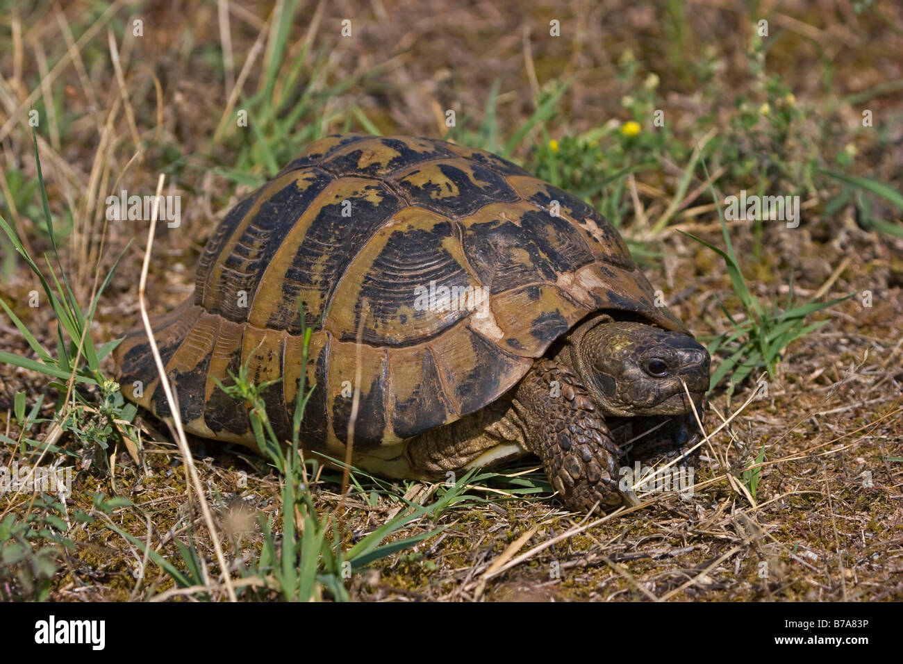 Hermann's Tortoise (Testudo hermanni) Stock Photo