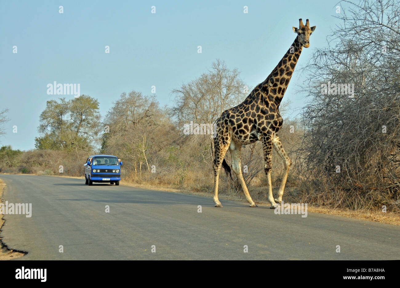 Giraffe (Giraffa camelopardalis), crossing a road, Kruger National Park, South Africa Stock Photo