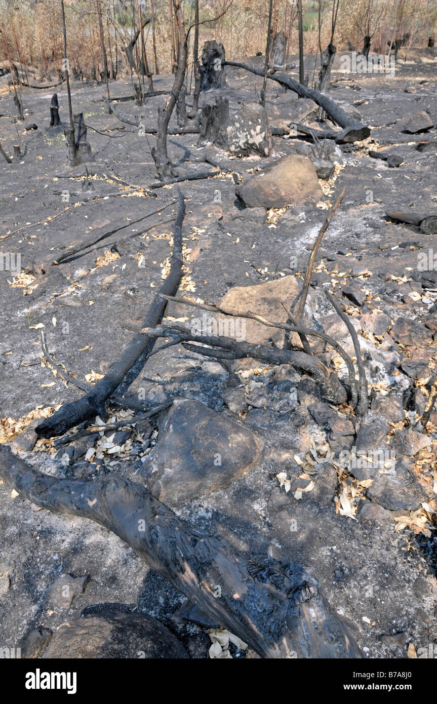 Slash and burn, Eucalyptus forest (Eucalyptus), Swaziland, South Africa