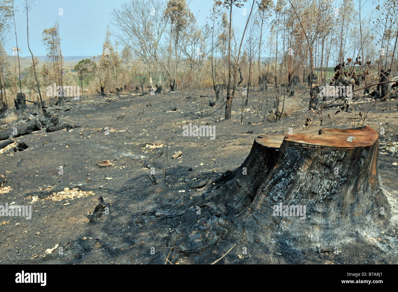 Slash and burn, Eucalyptus forest (Eucalyptus), Swaziland, South Africa Stock Photo