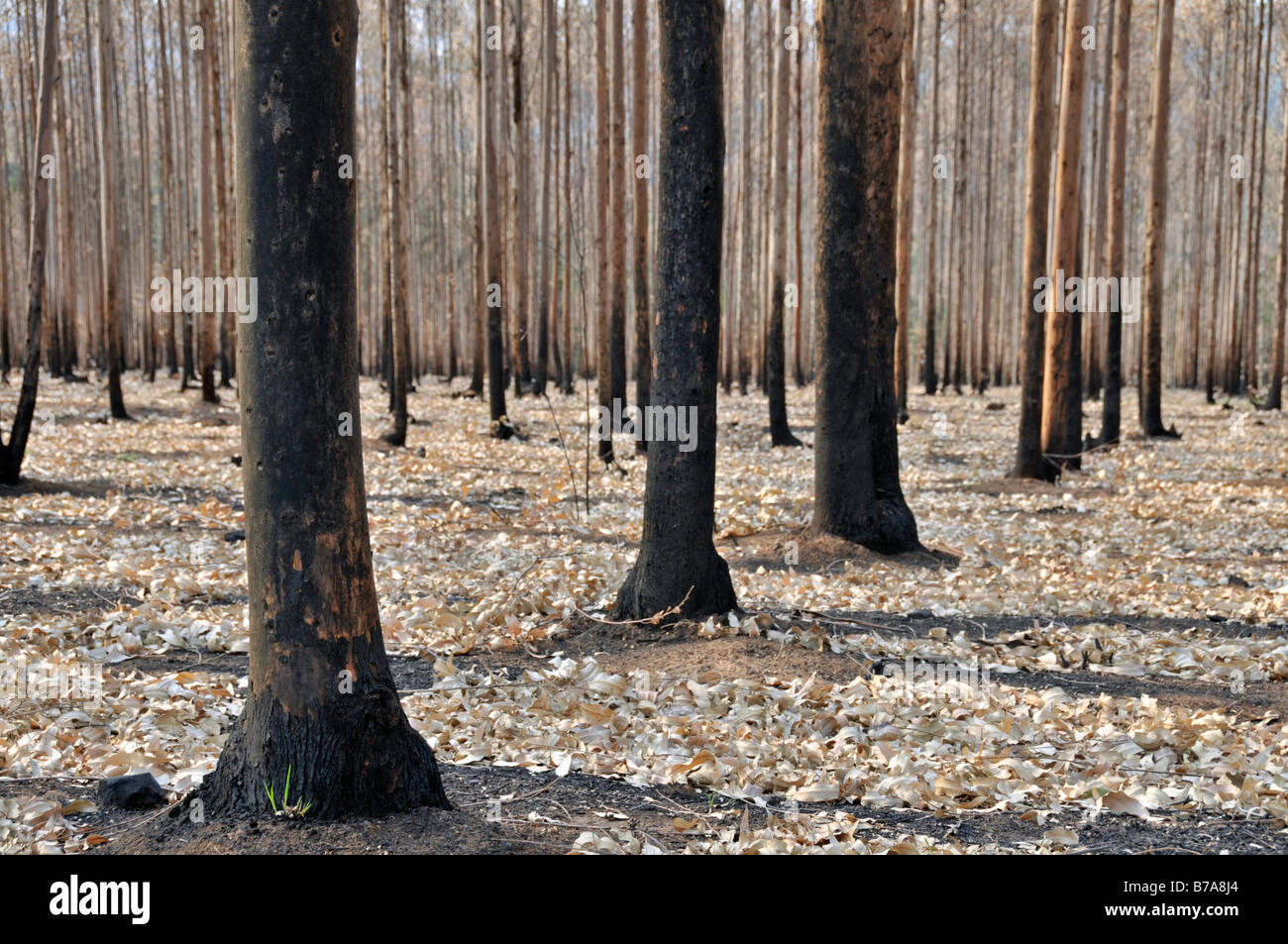 Eucalyptus forest (Eucalyptus), black trunks because of slash and burn, Swaziland, South Africa Stock Photo