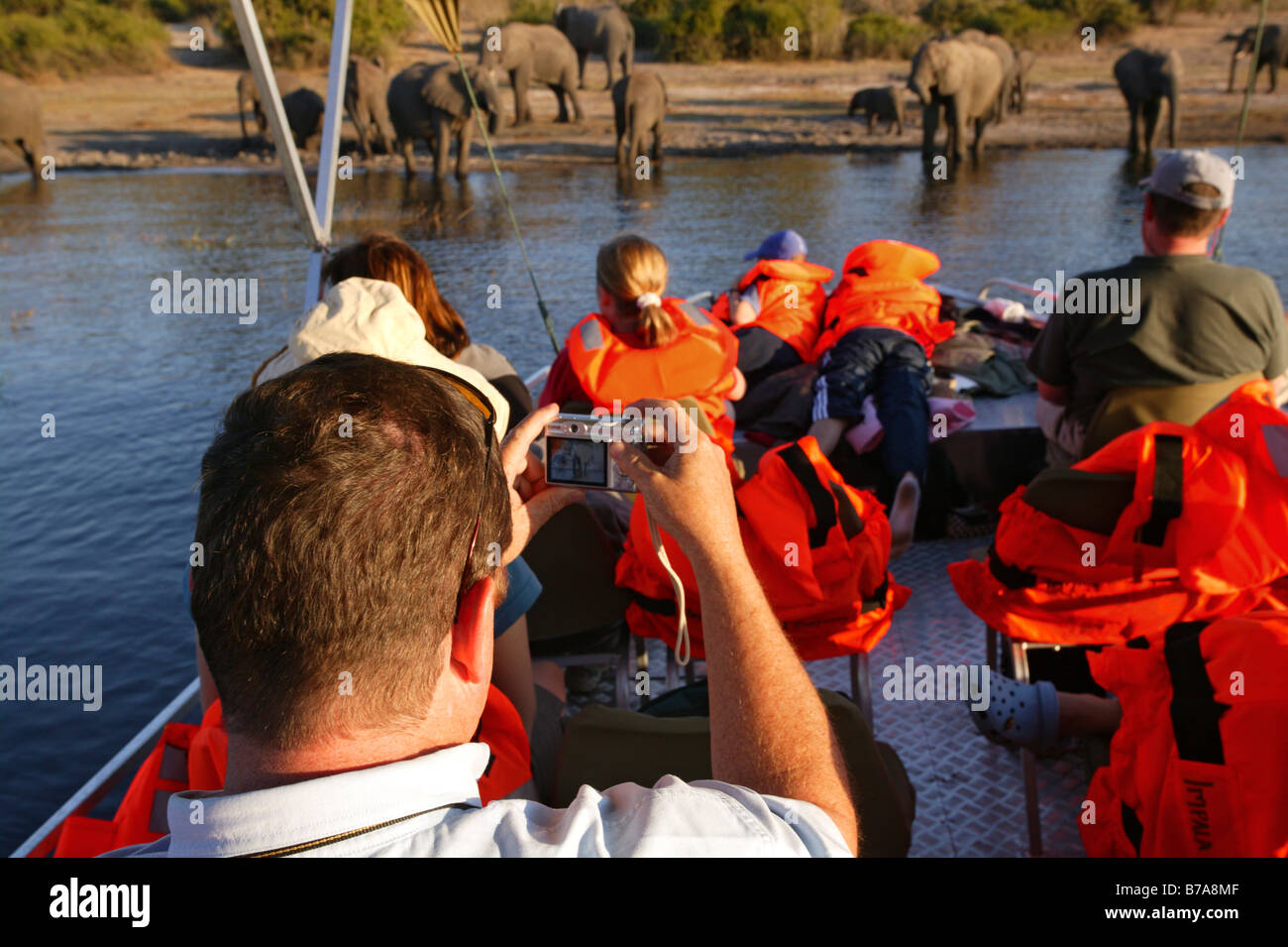 Tourists on a boat safari viewing and taking photographs of elephants on the banks of the Chobe River Stock Photo