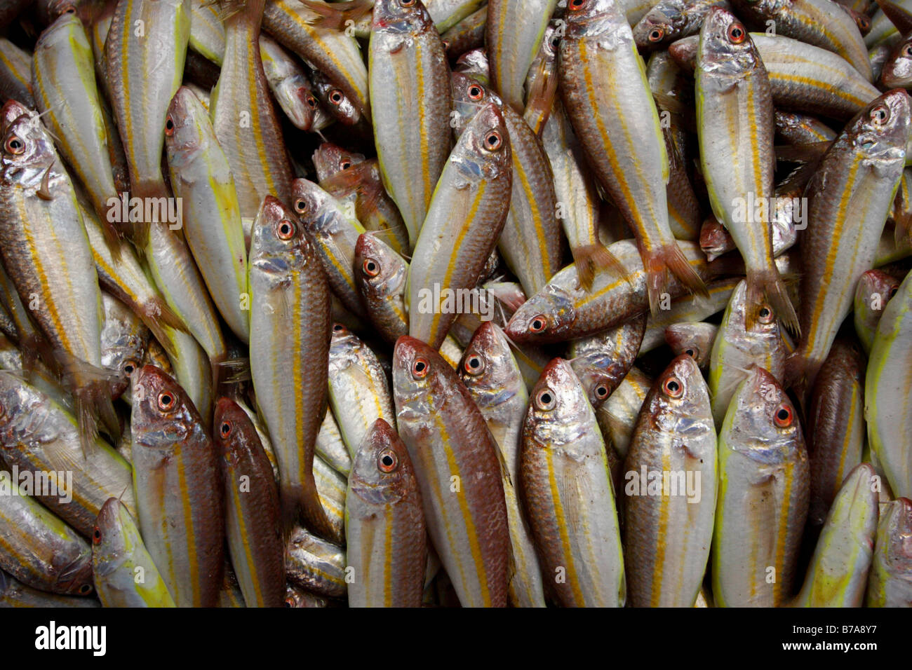 Dubai fishing hires stock photography and images Alamy