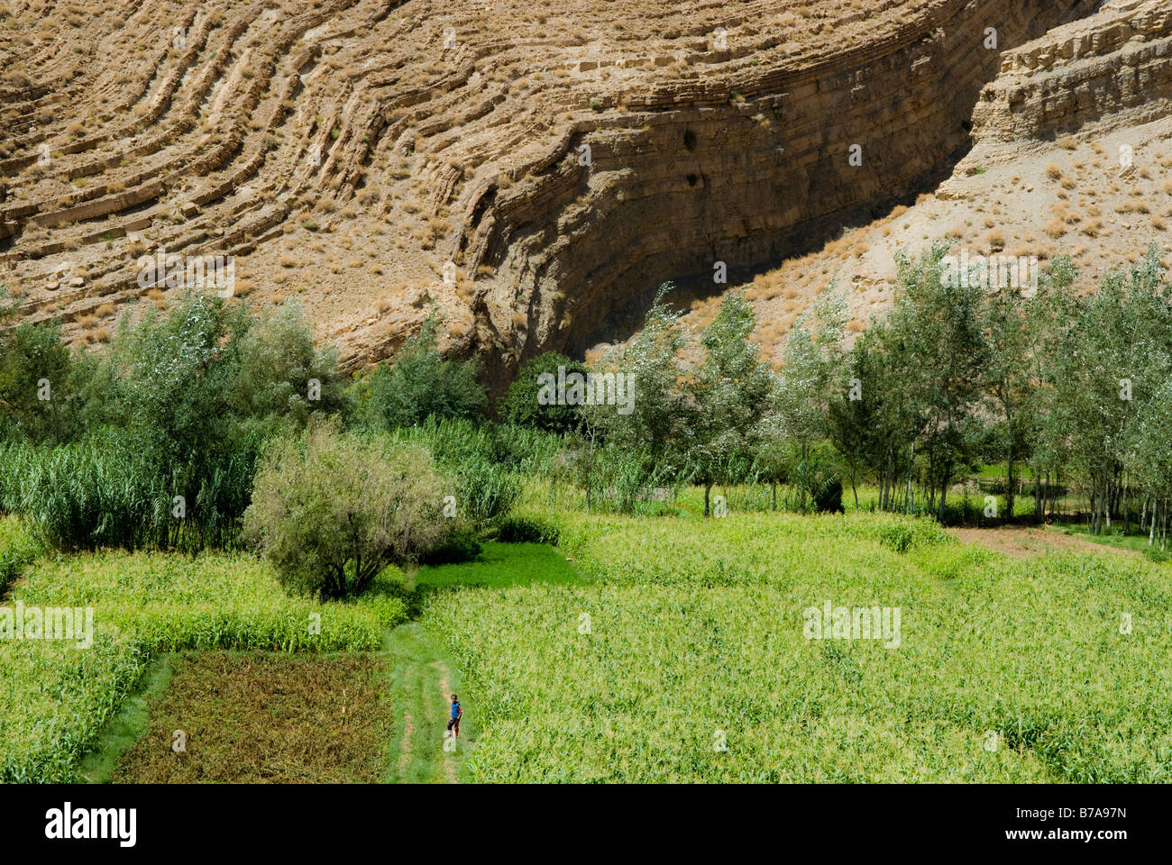 Agricultural fields in front of rock face, Gorges du Dades, Morocco, Africa Stock Photo