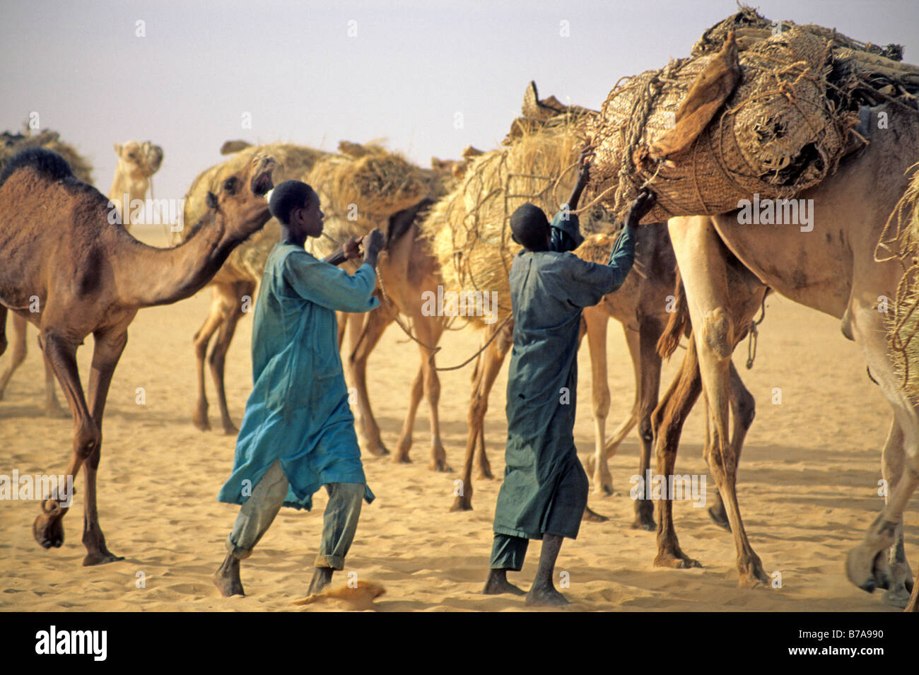 Camels being attended to by handlers loading goods on their backs Stock Photo