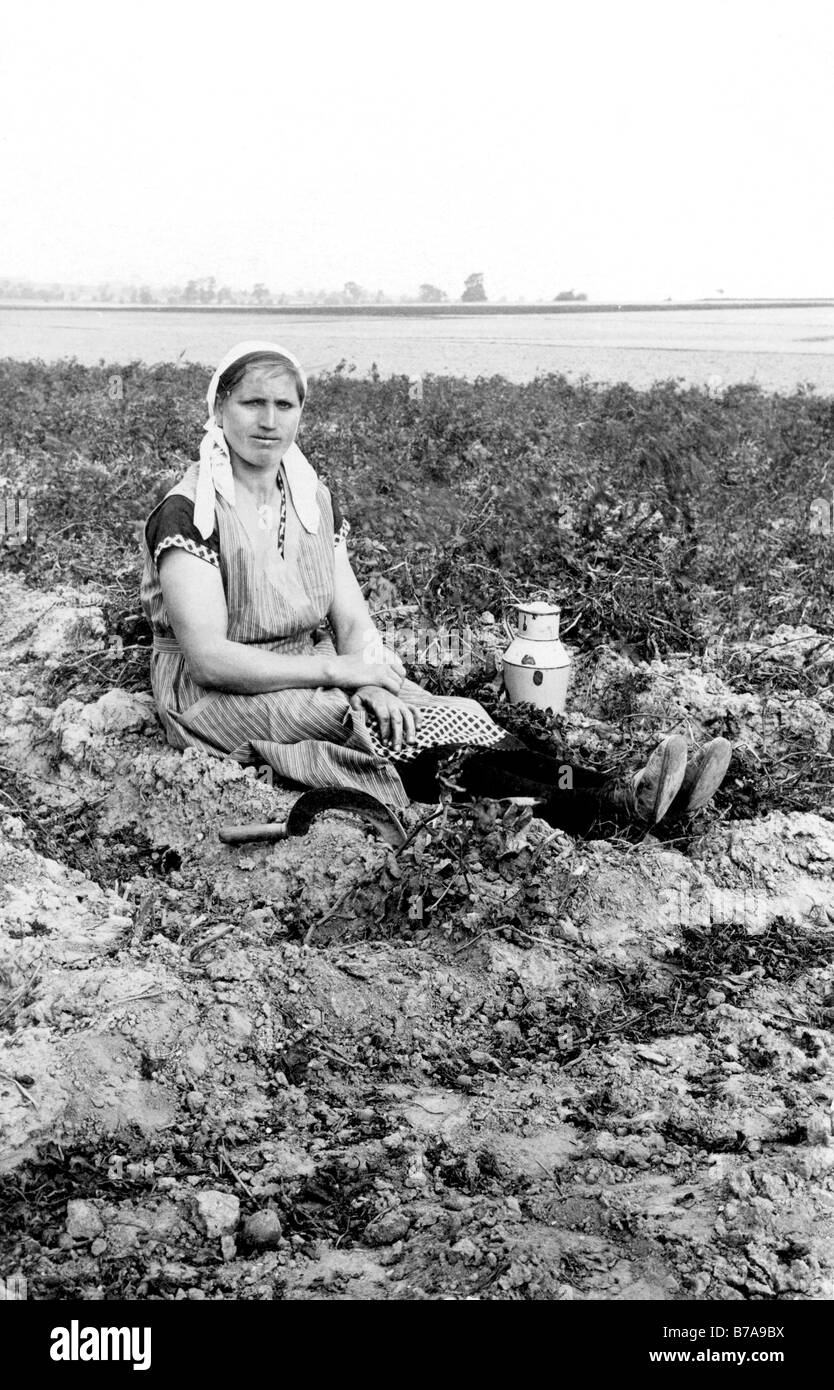 Historic photo, peasant woman in the field, ca. 1915 Stock Photo