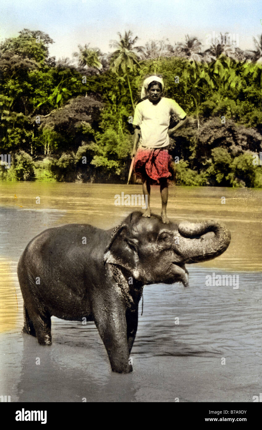 Historic photo, Indian person on elephant, India, ca. 1910 Stock Photo