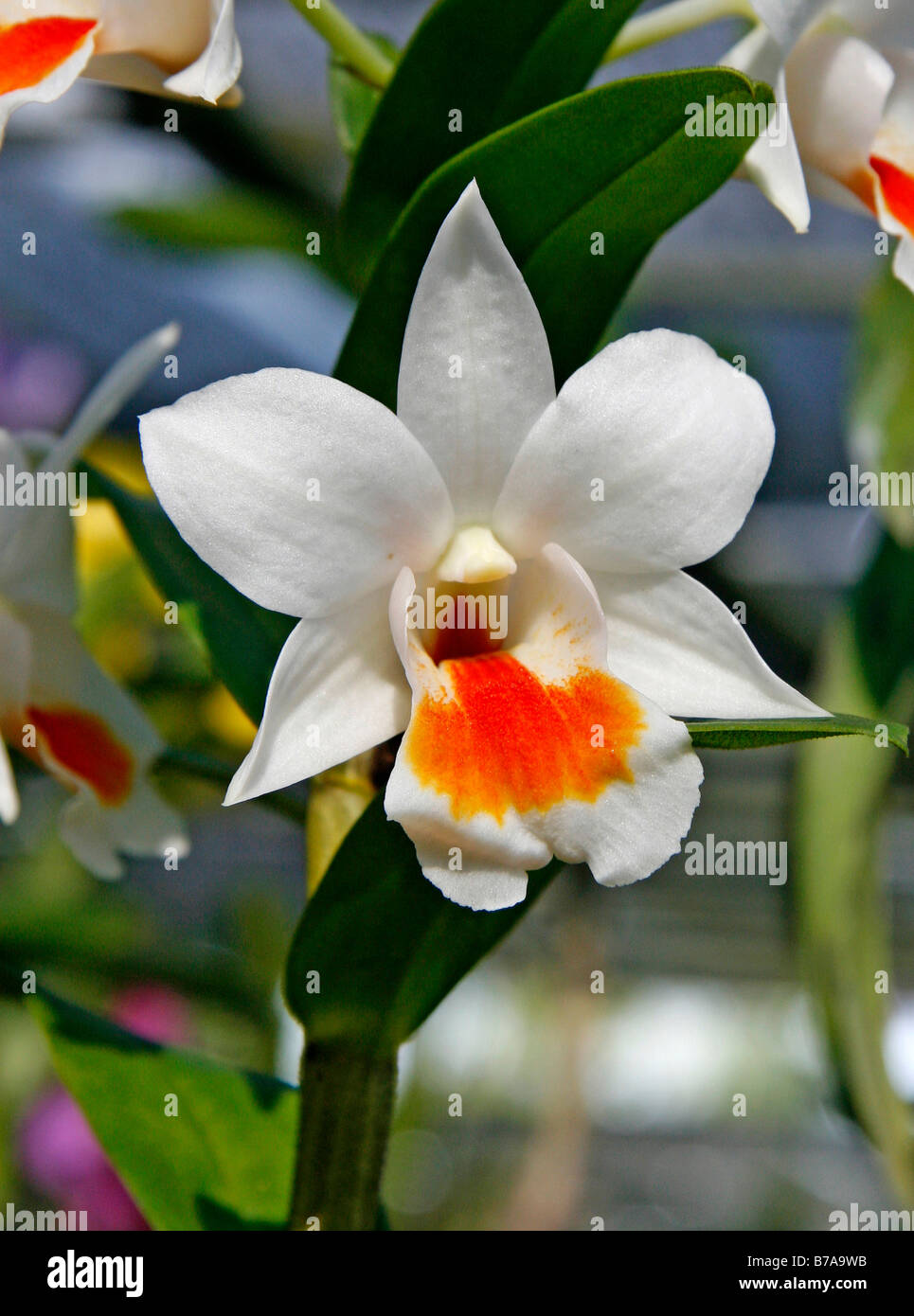 Yupqa va semiz pornolarni onlayn tomosha qiling