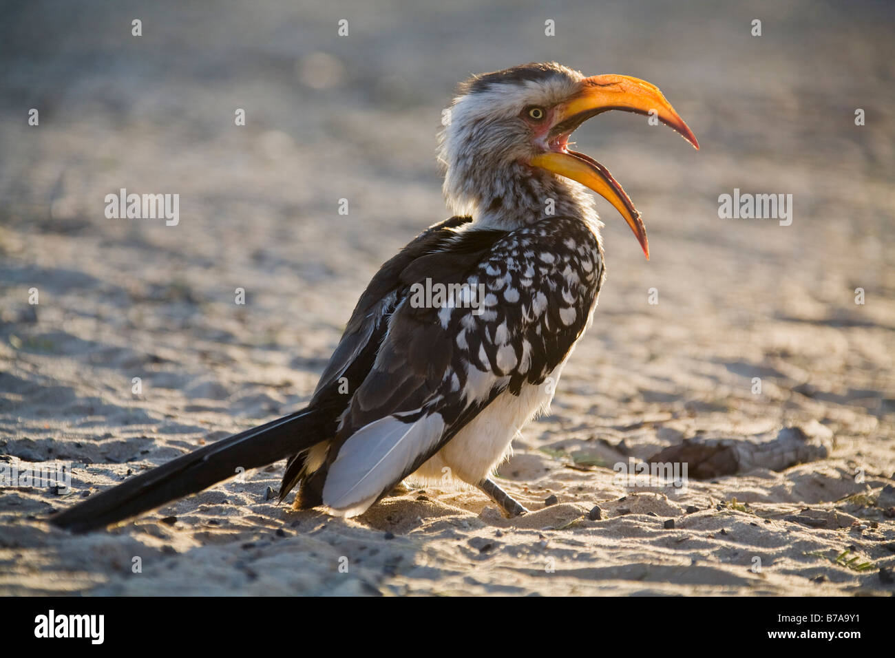 Eastern Yellow-billed Hornbill (Tockus flavirostris), Kalahari, Kgalagadi Transfrontier park, South Africa, Botswana, Africa Stock Photo