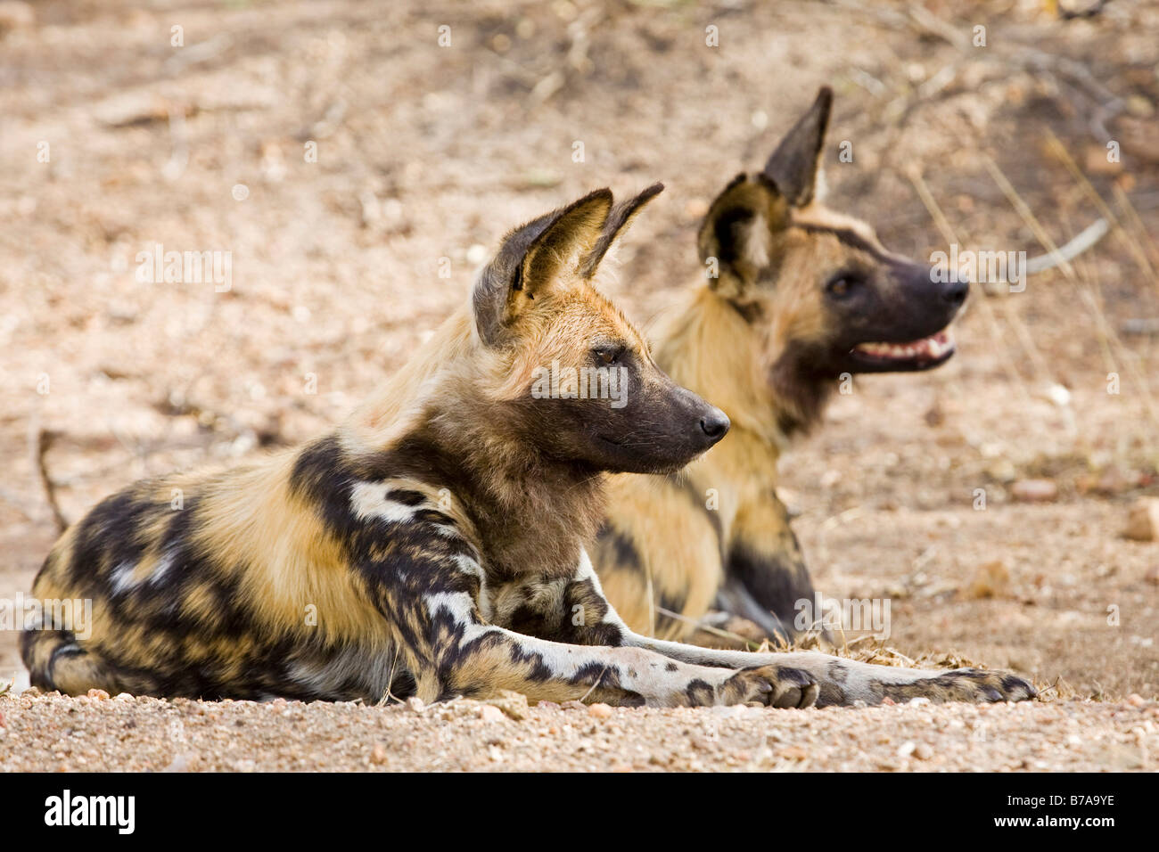 African Wild Dogs (Lycaon pictus), Kruger National Park, South Africa Stock Photo