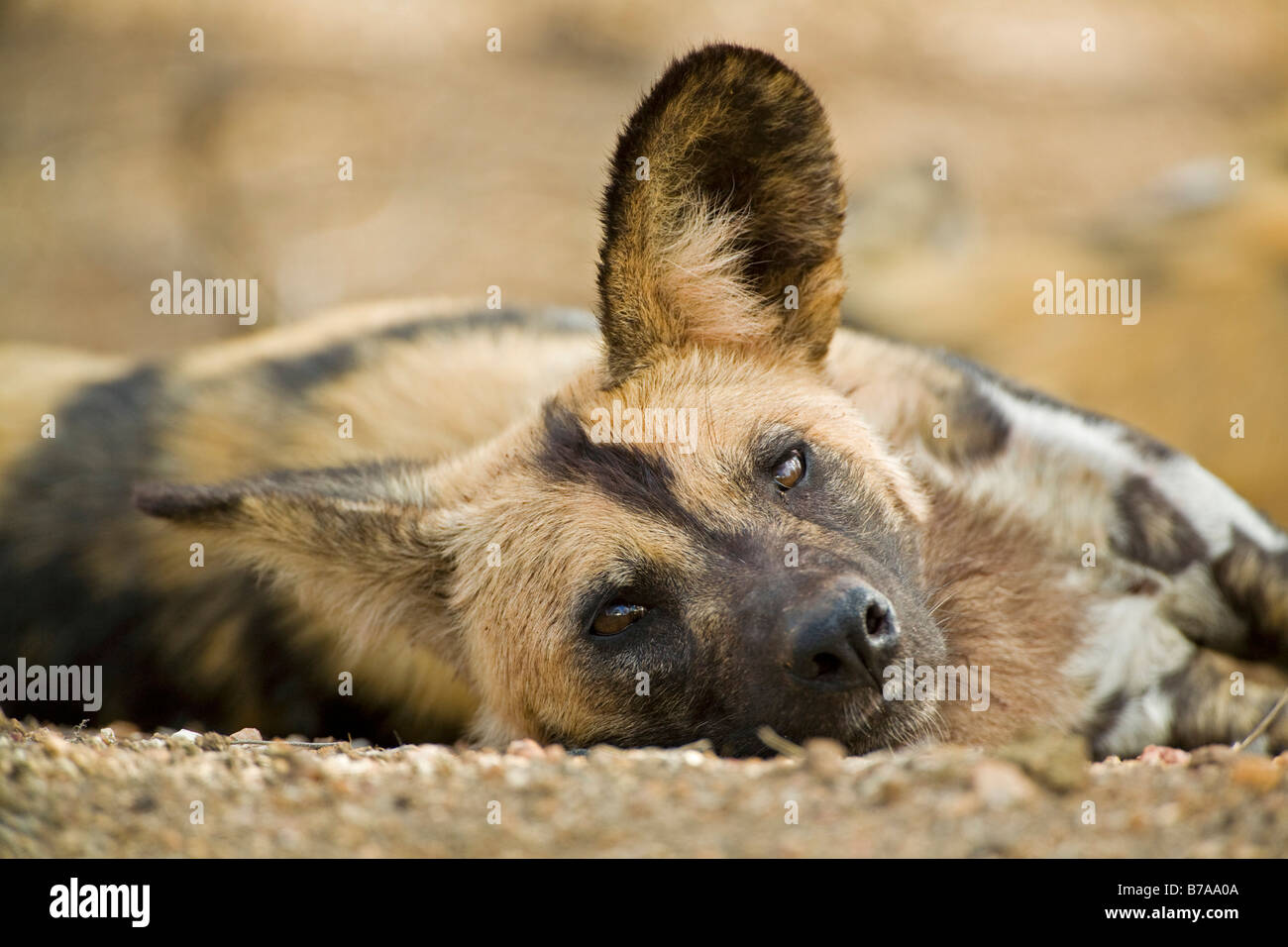 African Wild Dog (Lycaon pictus) playing, Kruger National Park, South Africa Stock Photo