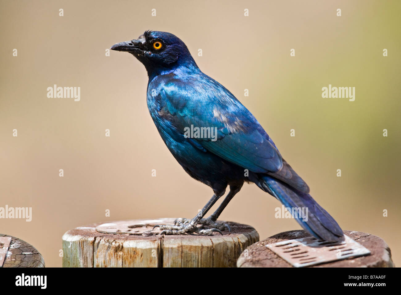 Red-shouldered Glossy-starling (Lamprotornis nitens), South Africa Stock Photo