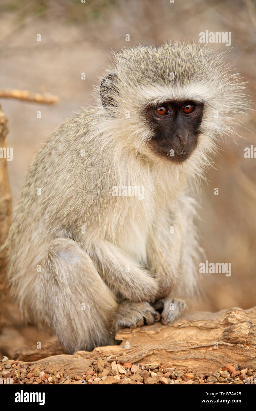 Vervet Monkey (Chlorocebus), Kruger National Park, South Africa Stock Photo