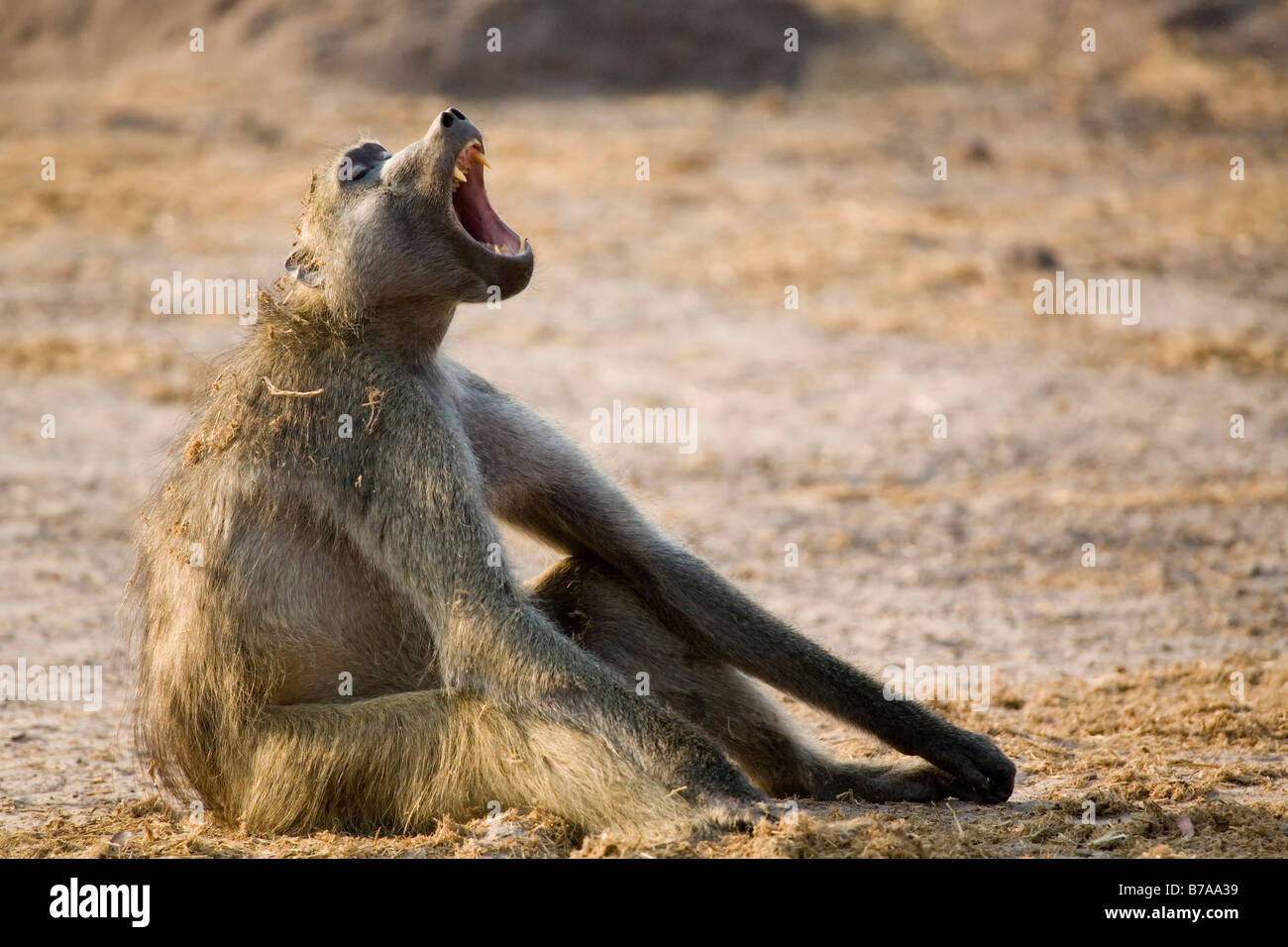 Yellow Baboon (Papio cynocephalus) yawning, Chobe National Park, Botswana, Africa Stock Photo