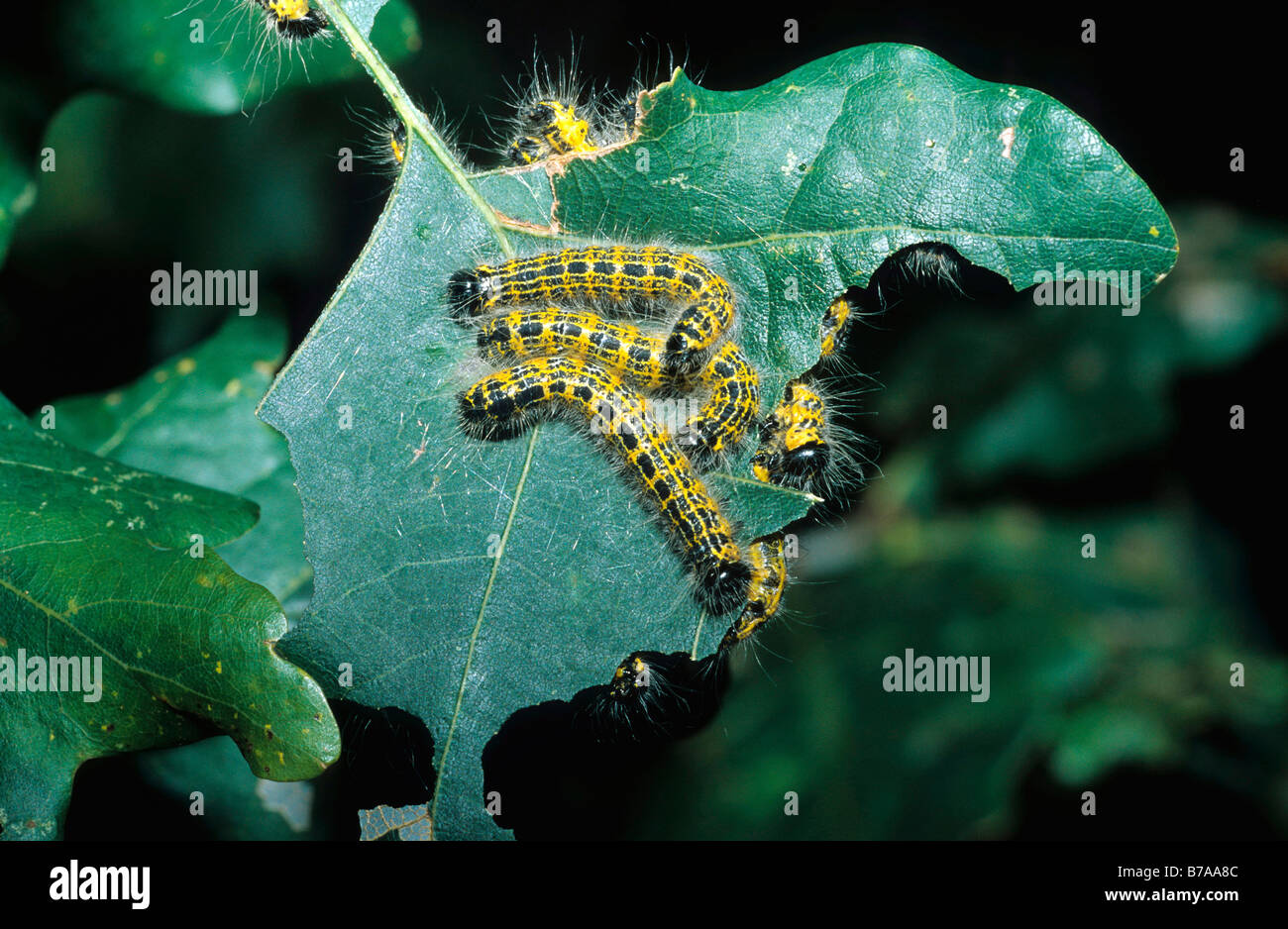 Thaumetopoea processionea hires stock photography and images Alamy