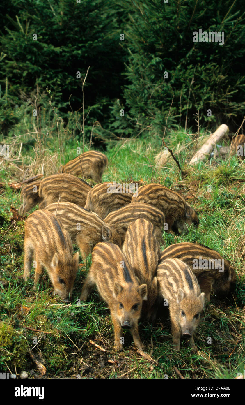 Wild Boar piglets (Sus scrofa) Stock Photo
