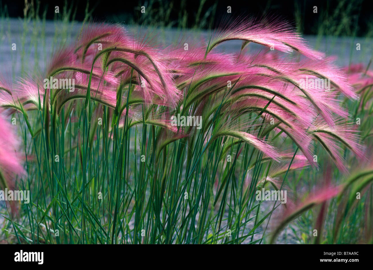Hordeum jubatum hi-res stock photography and images - Alamy