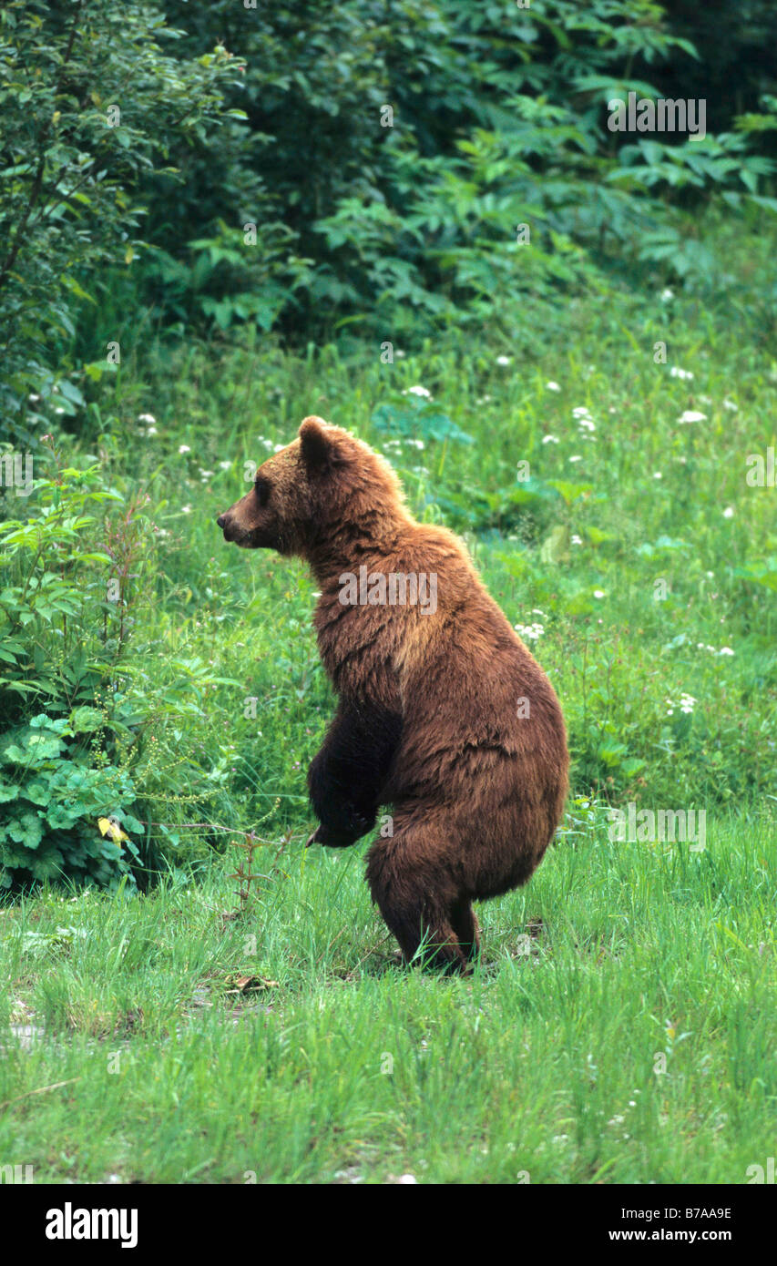 North American Brown Bear (Ursus arctos), Alaska, North America Stock Photo