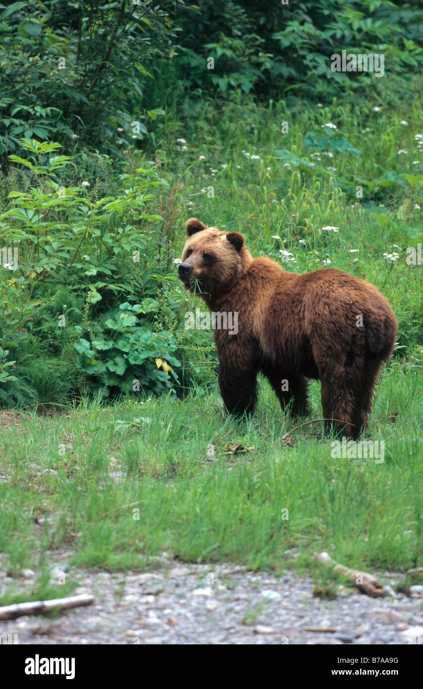 North American Brown Bear (Ursus arctos), feeding on grass, Alaska, North America Stock Photo