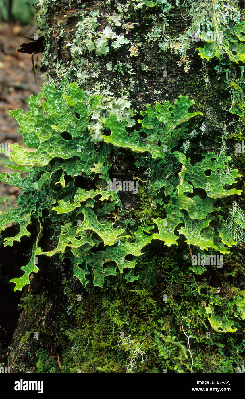 Lungwort or lung moss (Lobaria pulmonaria), British Columbia, Canada