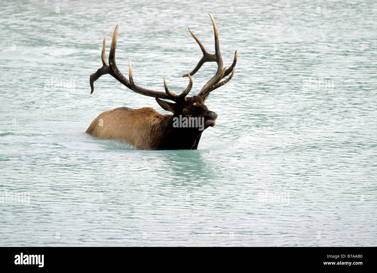 Elk or Wapiti (Cervus elaphus) crossing a river, Alberta, Canada, North America Stock Photo