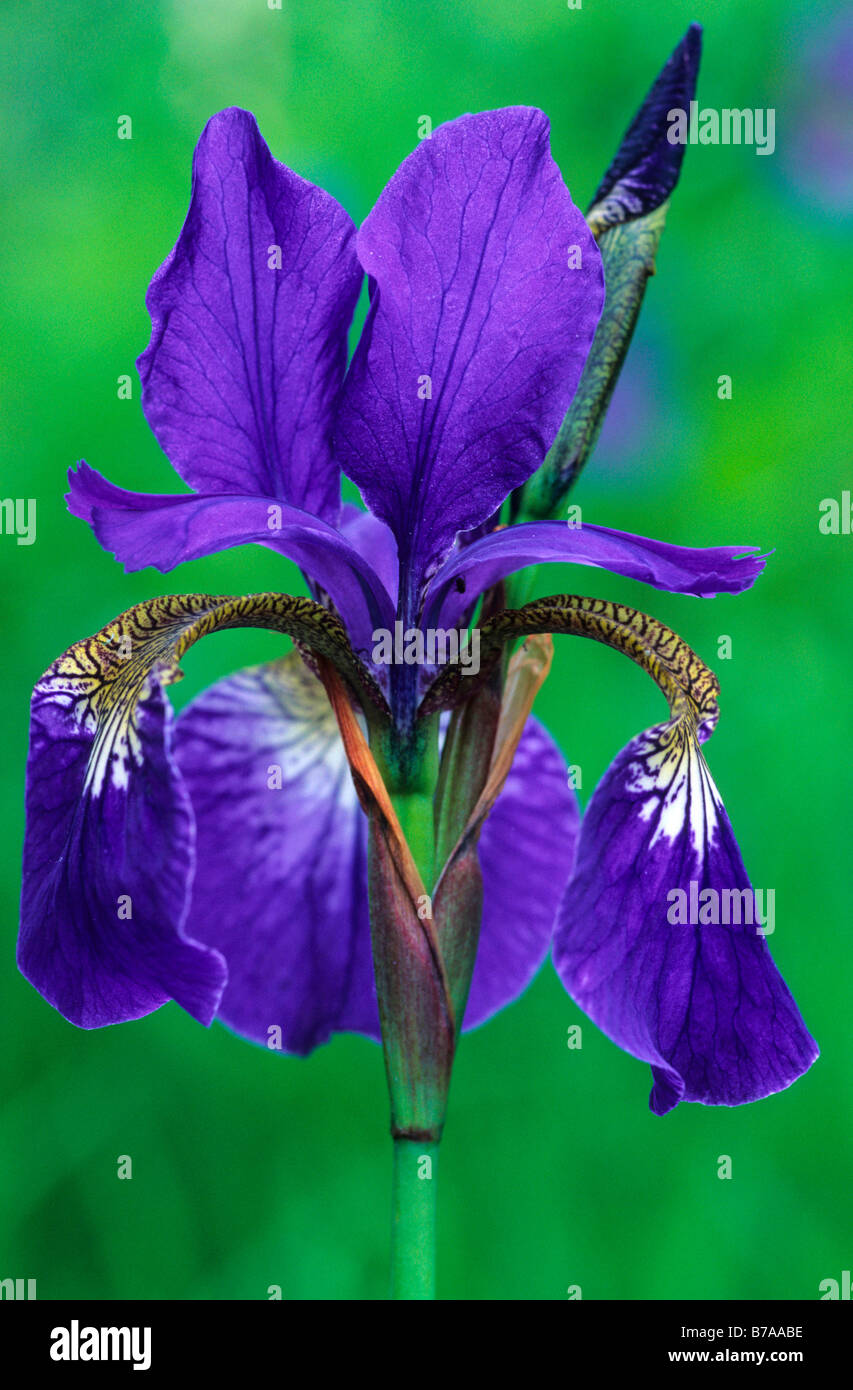 Siberian Iris (Iris sibirica), British Columbia, Canada, North America Stock Photo